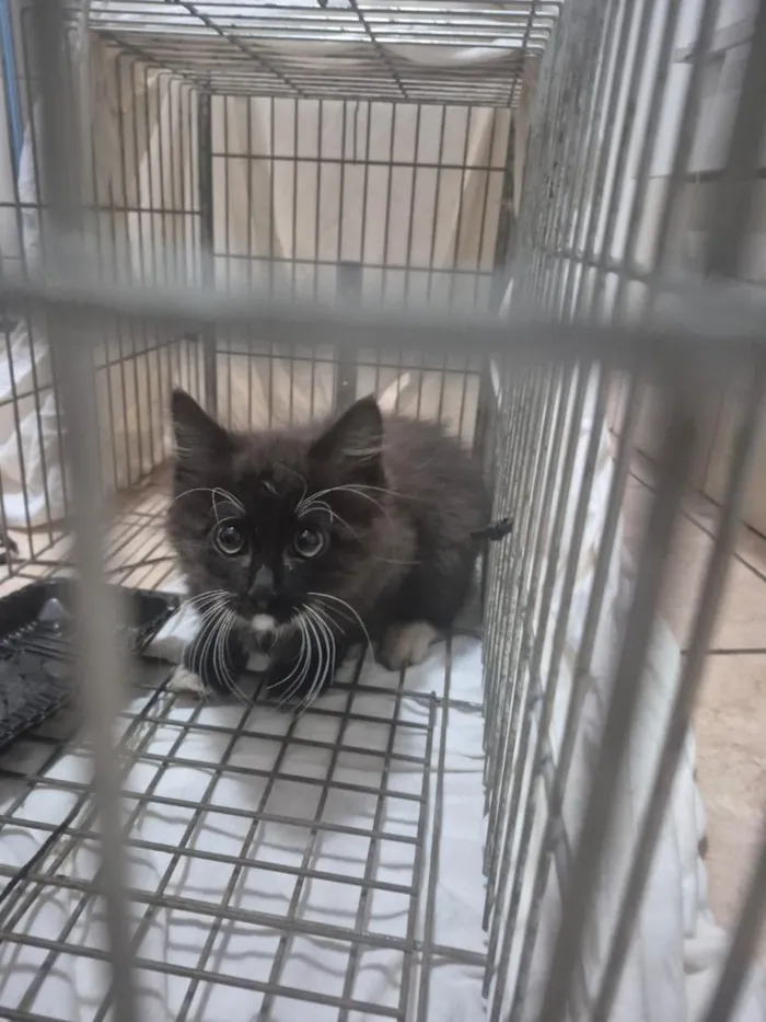 Gato raça SRD-ViraLata idade 2 a 6 meses nome Lila
