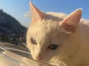 Gato raça Angorá idade 4 anos nome José Cláudio