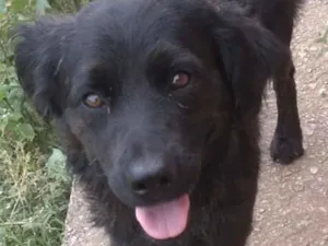 Cachorro raça SRD-ViraLata idade 2 a 6 meses nome Zeus