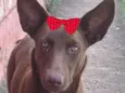 Cacau