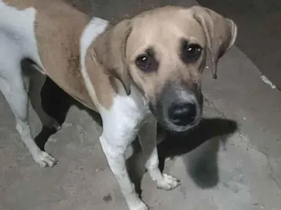 Cachorro raça SRD-ViraLata idade 1 ano nome Bobby