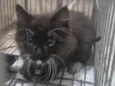 Lila