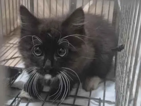 Gato raça SRD-ViraLata idade 2 a 6 meses nome Lila
