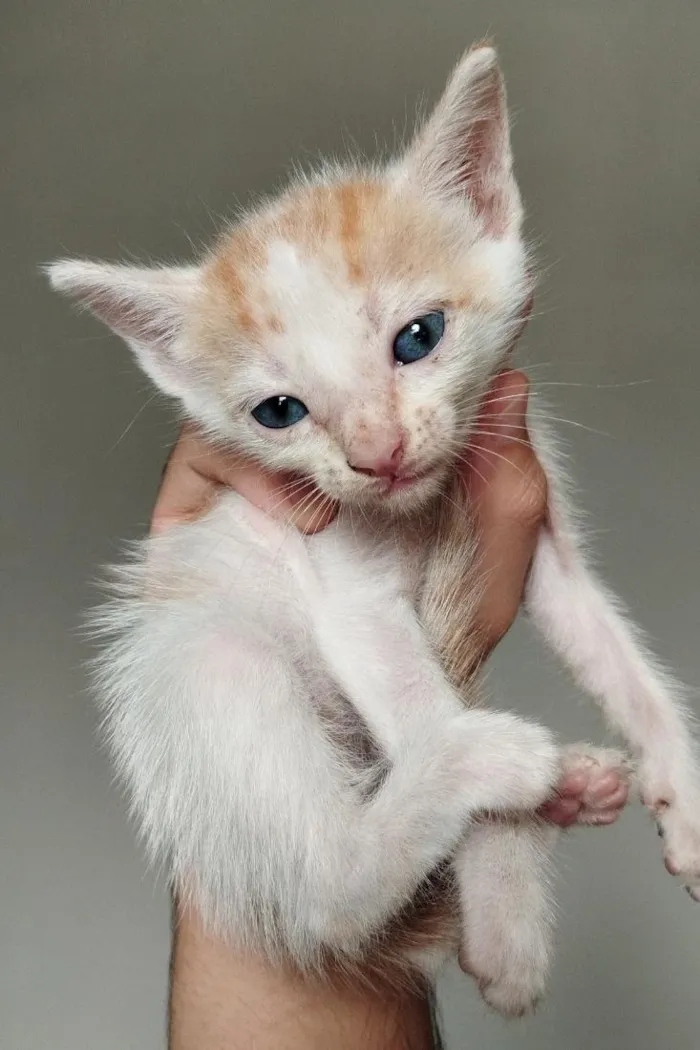 Gato raça SRD-ViraLata idade Abaixo de 2 meses nome sem nome