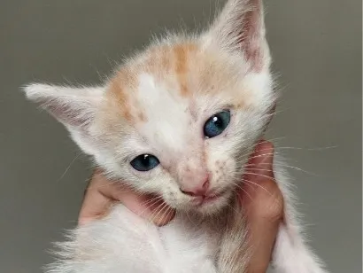 Gato raça SRD-ViraLata idade Abaixo de 2 meses nome sem nome