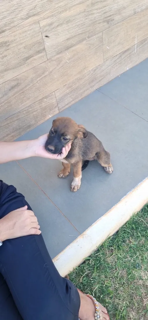 Cachorro raça SRD-ViraLata idade 2 a 6 meses nome Ainda sem nome