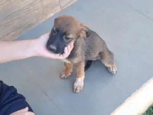Cachorro raça SRD-ViraLata idade 2 a 6 meses nome Ainda sem nome