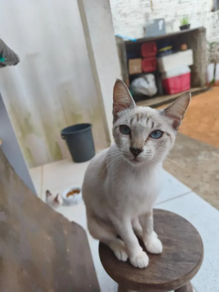 Gato raça Siamês idade 2 a 6 meses nome Ruth e Raquel