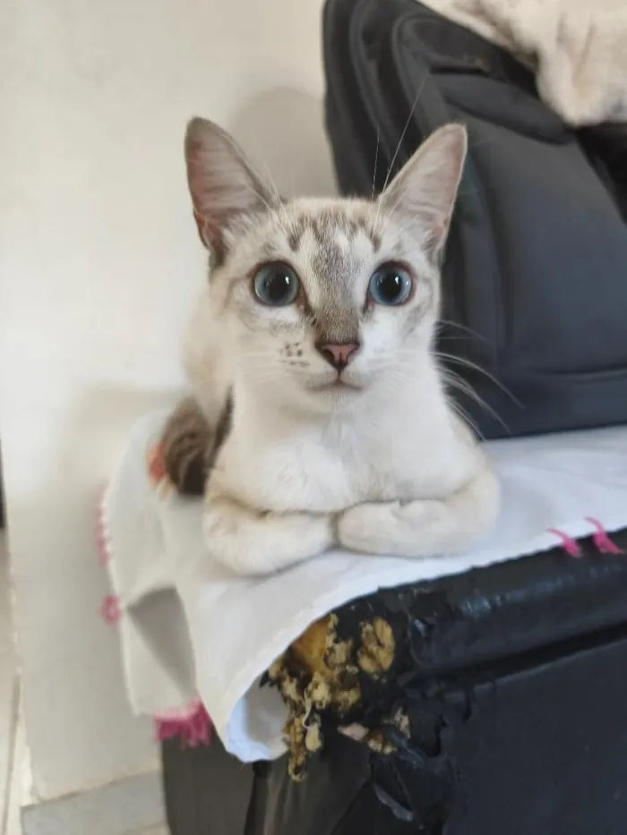 Gato raça Siamês idade 2 a 6 meses nome Ruth e Raquel