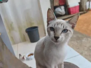 Gato raça Siamês idade 2 a 6 meses nome Ruth e Raquel