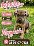 Margarida