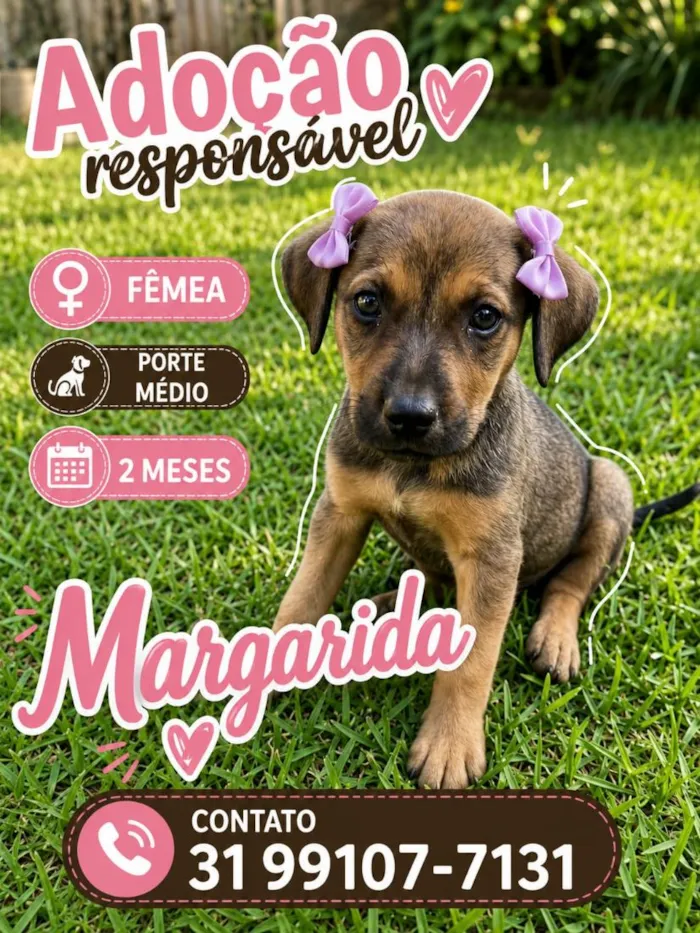 Cachorro raça SRD-ViraLata idade 2 a 6 meses nome Margarida