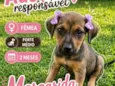 Margarida