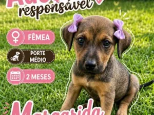 Cachorro raça SRD-ViraLata idade 2 a 6 meses nome Margarida