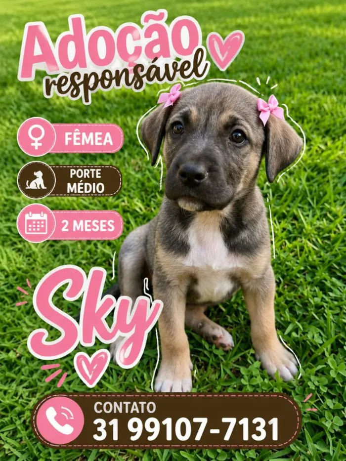 Cachorro raça SRD-ViraLata idade 2 a 6 meses nome Sky