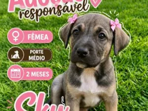 Cachorro raça SRD-ViraLata idade 2 a 6 meses nome Sky