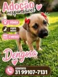 Dengosa