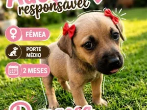 Cachorro raça SRD-ViraLata idade 2 a 6 meses nome Dengosa