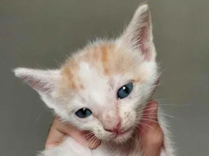 Gato raça SRD-ViraLata idade Abaixo de 2 meses nome sem nome
