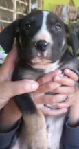Ursinho