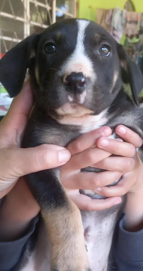 Cachorro raça SRD-ViraLata idade Abaixo de 2 meses nome Ursinho