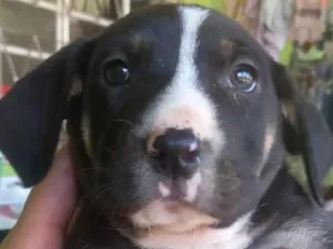 Cachorro raça SRD-ViraLata idade Abaixo de 2 meses nome Ursinho