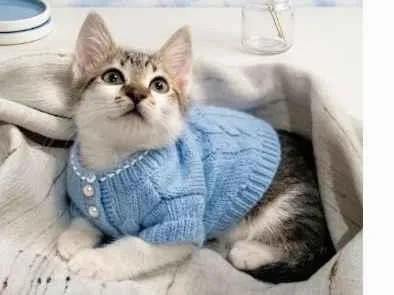 Gato raça SRD-ViraLata idade 2 a 6 meses nome Rakan