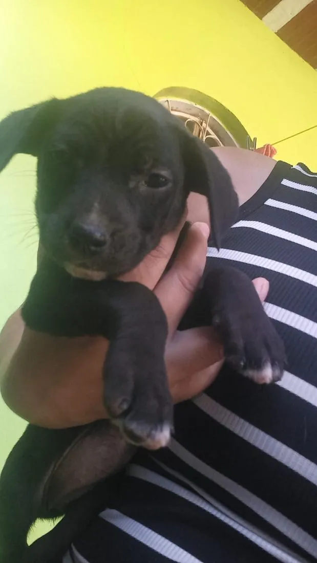 Cachorro raça SRD-ViraLata idade Abaixo de 2 meses nome Neguinha 