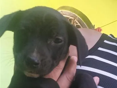Cachorro raça SRD-ViraLata idade Abaixo de 2 meses nome Neguinha 