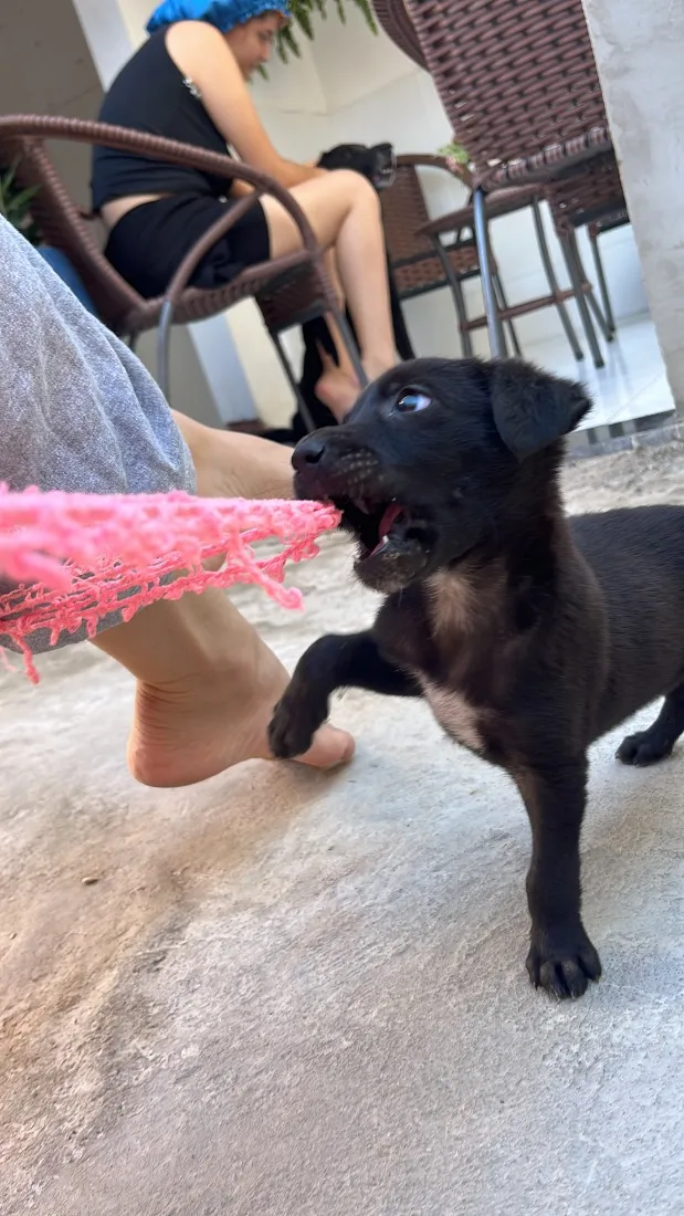 Cachorro raça SRD-ViraLata idade Abaixo de 2 meses nome Sem nome