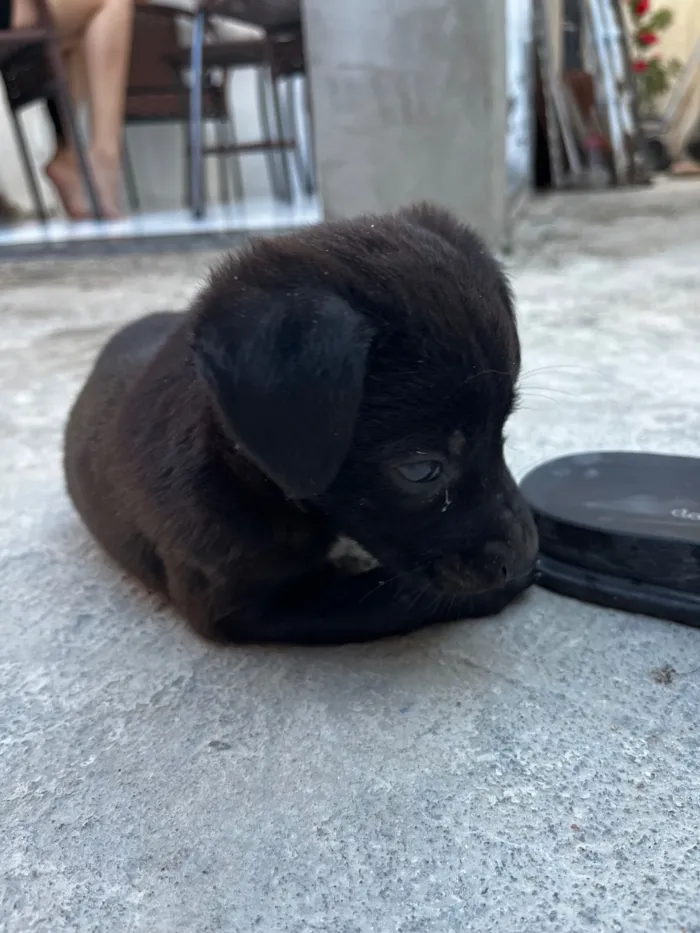 Cachorro raça SRD-ViraLata idade Abaixo de 2 meses nome Sem nome