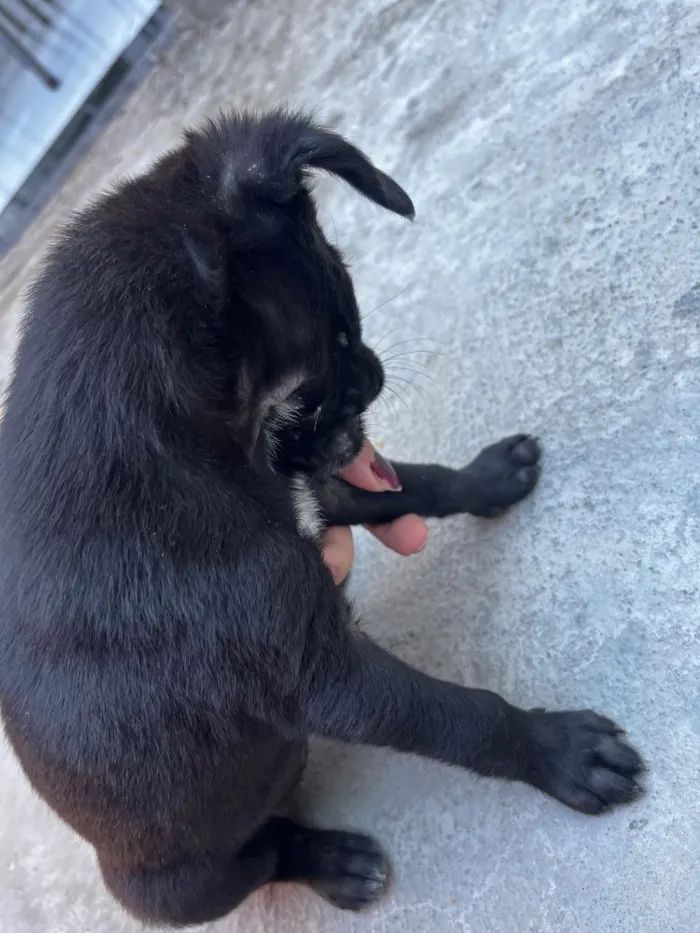 Cachorro raça SRD-ViraLata idade Abaixo de 2 meses nome Sem nome