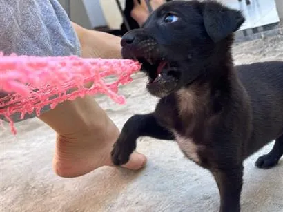 Cachorro raça SRD-ViraLata idade Abaixo de 2 meses nome Sem nome