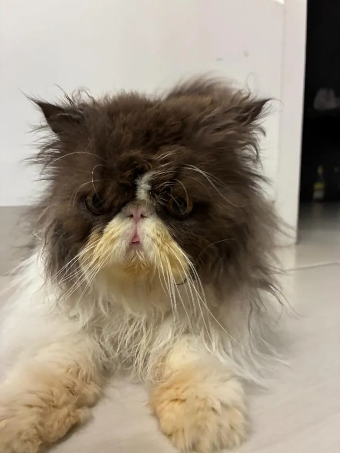 Gato raça Persa idade 5 anos nome Luck