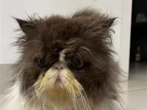 Gato raça Persa idade 5 anos nome Luck