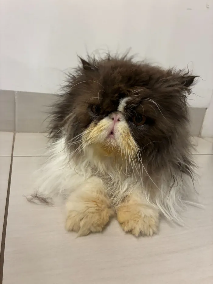 Gato raça Persa idade 5 anos nome Luck