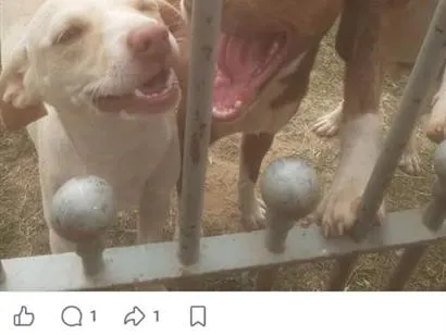 Cachorro raça SRD-ViraLata idade 7 a 11 meses nome pipoca