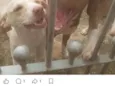 pipoca
