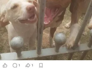 Cachorro raça SRD-ViraLata idade 7 a 11 meses nome pipoca