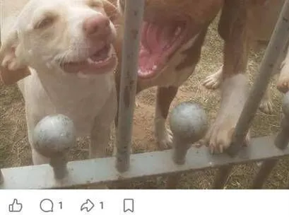 Cachorro raça SRD-ViraLata idade 7 a 11 meses nome pipoca