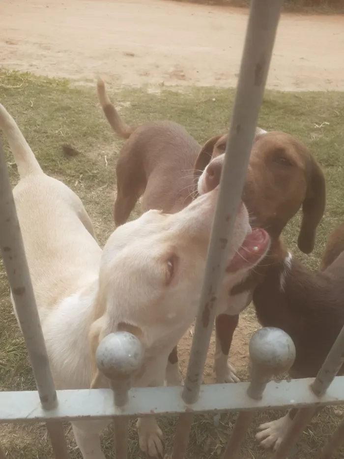 Cachorro raça SRD-ViraLata idade 7 a 11 meses nome pipoca