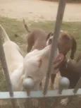 pipoca