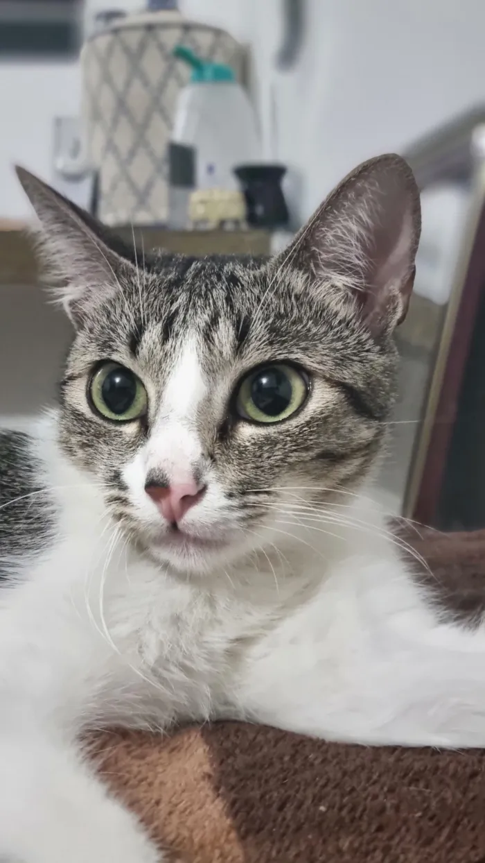 Gato raça SRD-ViraLata idade 2 anos nome melissa