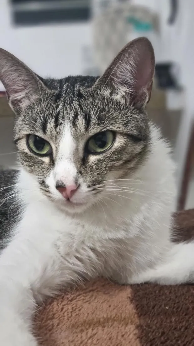 Gato raça SRD-ViraLata idade 2 anos nome melissa