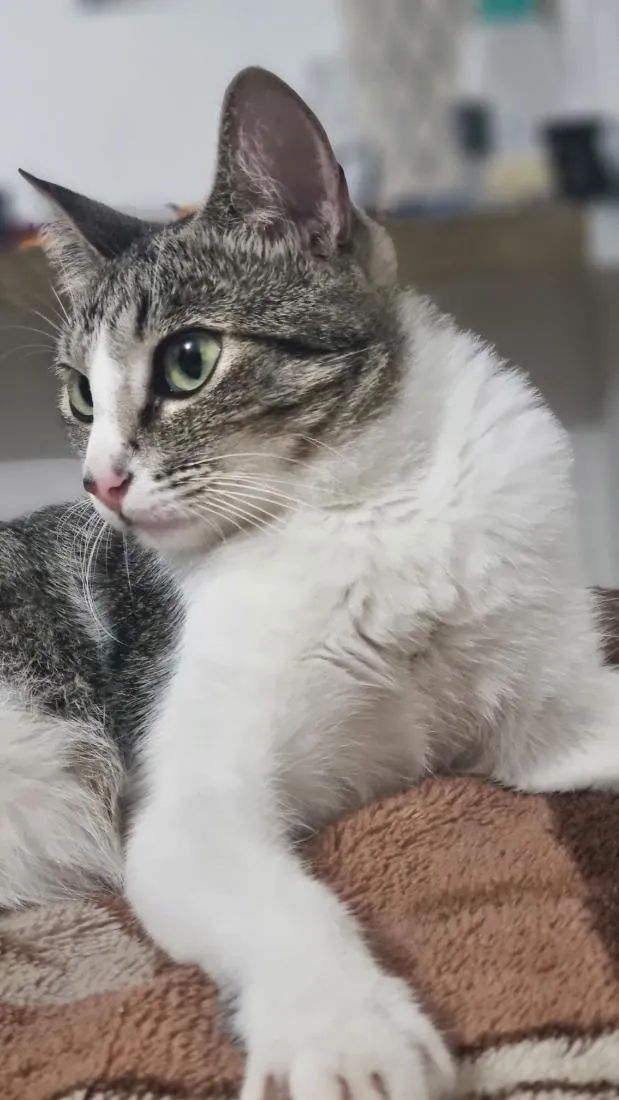 Gato raça SRD-ViraLata idade 2 anos nome melissa