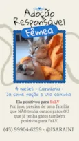 Gata Fêmea com FeLV