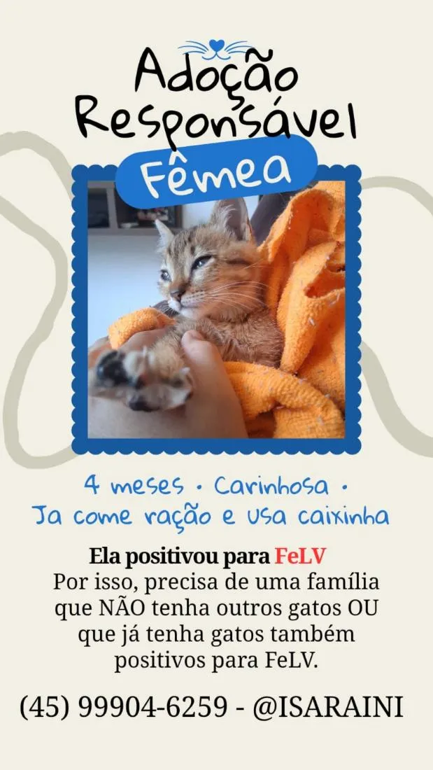 Gato raça SRD-ViraLata idade 2 a 6 meses nome Gata Fêmea com FeLV