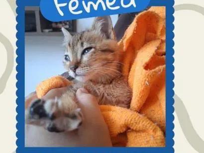 Gato raça SRD-ViraLata idade 2 a 6 meses nome Gata Fêmea com FeLV