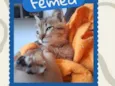 Gata Fêmea com FeLV
