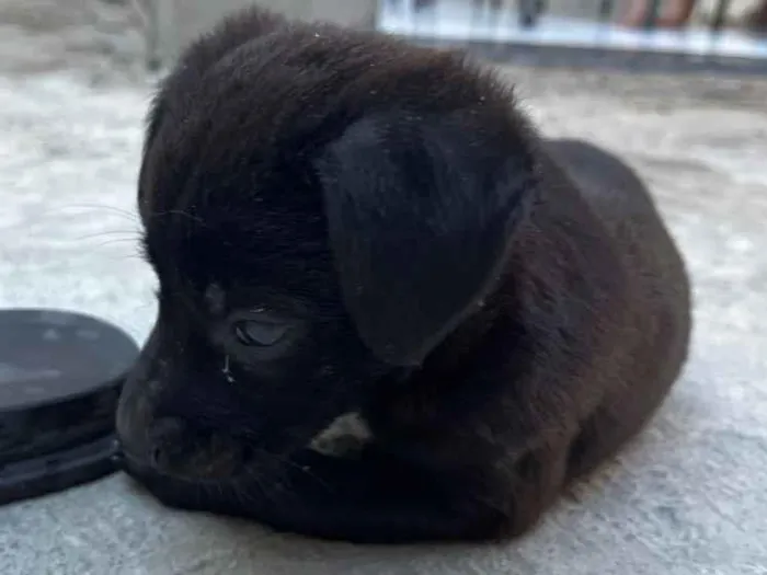 Cachorro raça SRD-ViraLata idade Abaixo de 2 meses nome Sem nome